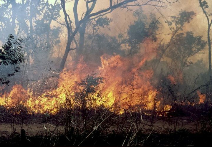 Côte d'Ivoire : un risque modéré de feux de forêts observé durant la période du 11 au 20 décembre 2025